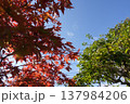 真っ赤な紅葉と空 137984206