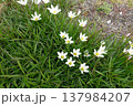 野原の白い花 137984207