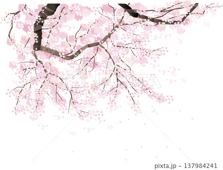 桜の木の背景イラスト 桜の木の背景イラスト 137984241