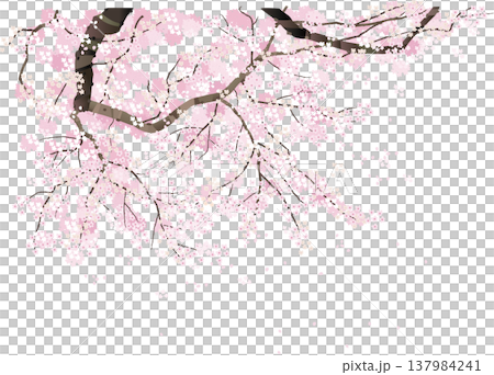 櫻桃樹背景圖 櫻桃樹背景圖 137984241