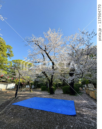 花見 場所取り レジャーシート 花見 場所取り レジャーシート 137984770