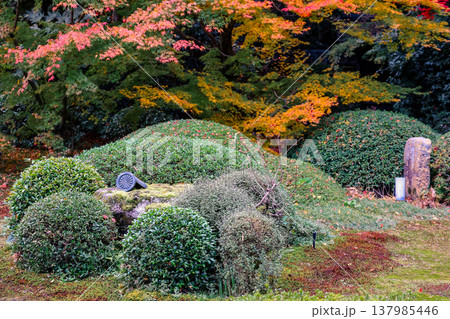 Unryu maple in serene temple fall garden Nov 28 2025 137985446