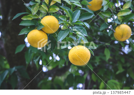 Bright Lemons Hanging From A Lush Citrus Tree Nov 28 2025 137985447