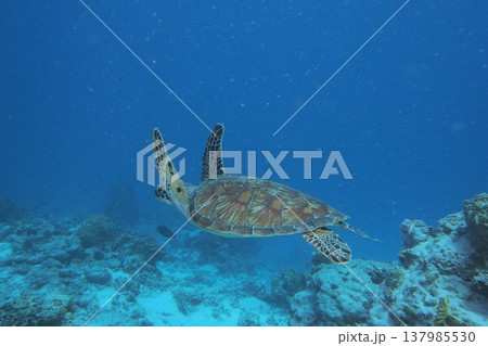 優雅に泳ぐアオウミガメ 水中写真 優雅に泳ぐアオウミガメ 水中写真 137985530
