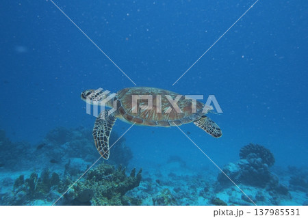 優雅に泳ぐアオウミガメ 水中写真 優雅に泳ぐアオウミガメ 水中写真 137985531