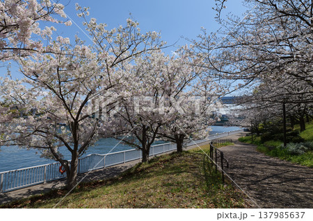 お台場　水の広場公園　桜　2025年 137985637