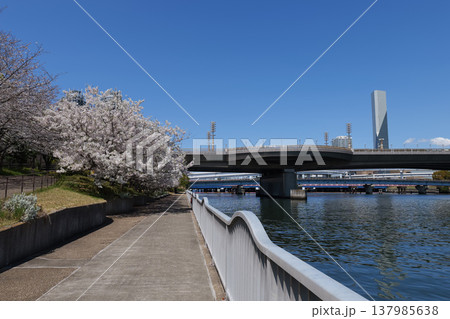お台場　水の広場公園　桜　2025年 137985638