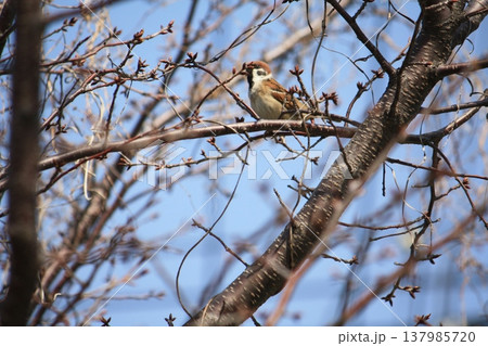 桜の木の枝にとまるスズメ 137985720