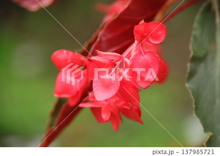 ベゴニア 137985721