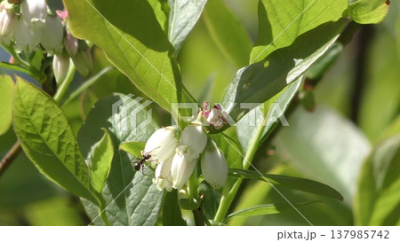 ブルーベリーの花 137985742