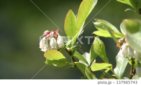 ブルーベリーの花 137985743