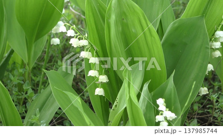 スズランの花 スズランの花 137985744
