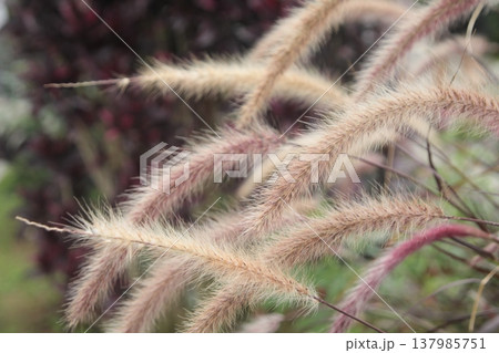 ペニセタム 137985751