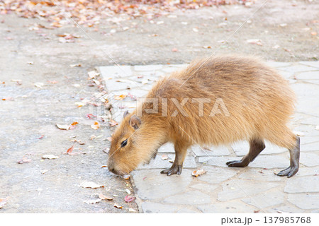 動物園内を歩くカピバラの子ども 137985768