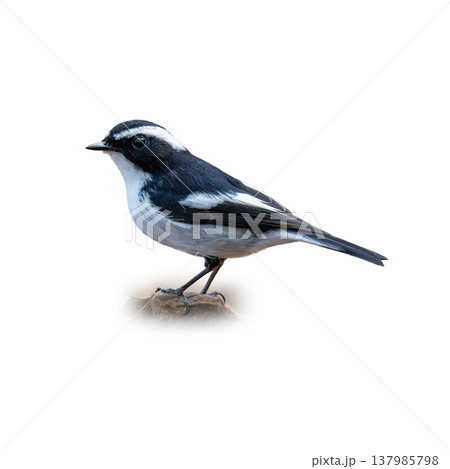 Little Pied Flycatcher Perched On Rock Displaying Crisp Black And White Plumage In Clean Minimal Background 137985798