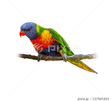 Rainbow Lorikeet Perched On Branch Showing Brilliant Multicolor Feathers And Bright Red Orange Beak 137985803