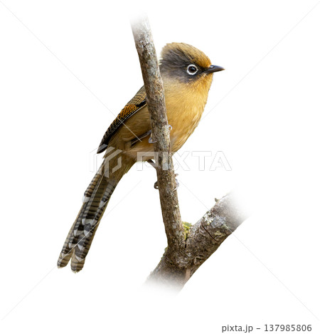 Spectacled Barwing Clinging To Tree Trunk Showing Bold Eye Ring And Long Patterned Tail In Natural Pose 137985806
