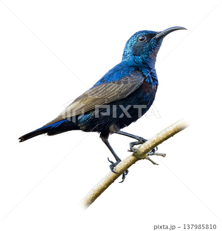 Purple Sunbird Male Perched On Branch Displaying Iridescent Blue Plumage And Curved Bill Against Clean Background Purple Sunbird Male Perched On Branch Displaying Iridescent Blue Plumage And Curved Bill Against Clean Background 137985810
