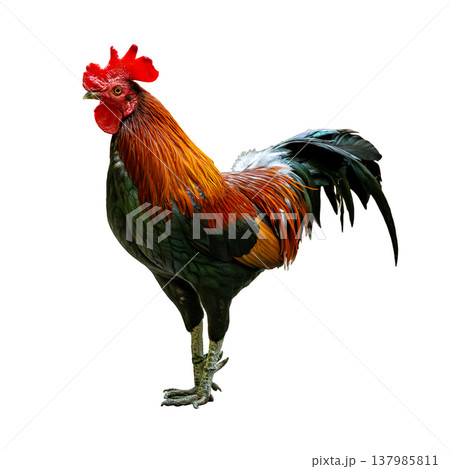 Red Junglefowl Standing Proud With Bright Comb And Glossy Plumage In Full Body View Isolated On White Background 137985811