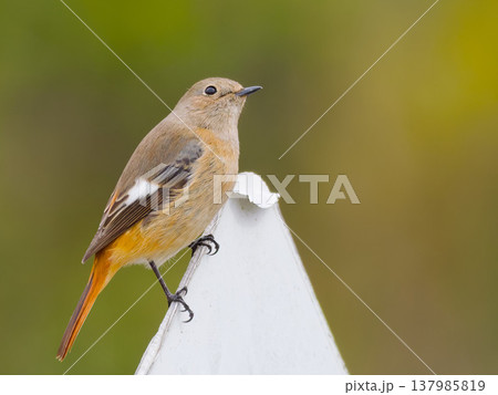 白背景に止まるジョウビタキ雌, Daurian redstart female perched on 白背景に止まるジョウビタキ雌, Daurian redstart female perched on 137985819