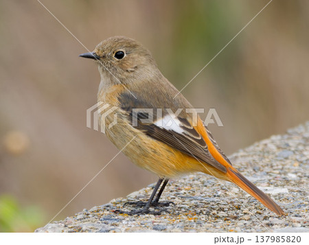 石の上に立つジョウビタキ雌, Daurian redstart female standing on 石の上に立つジョウビタキ雌, Daurian redstart female standing on 137985820