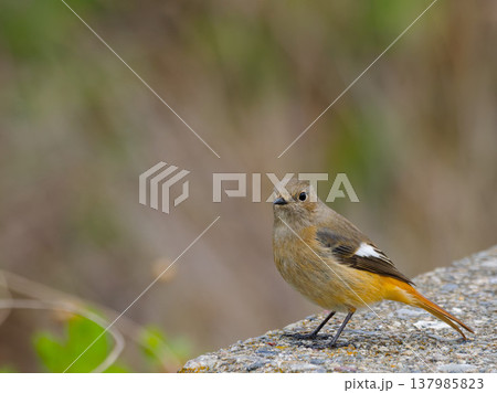 石の上に立つジョウビタキ雌, Daurian redstart female standing on 石の上に立つジョウビタキ雌, Daurian redstart female standing on 137985823