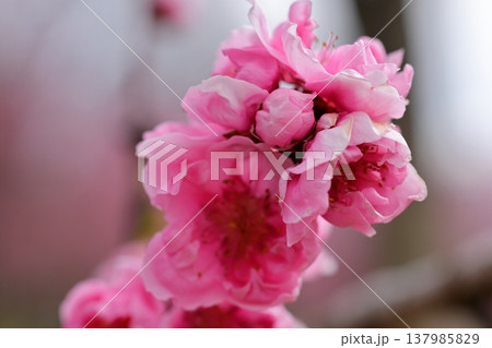 ピンクに咲く桃の花 ピンクに咲く桃の花 137985829