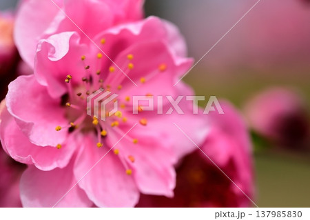 桃の花のアップ 137985830