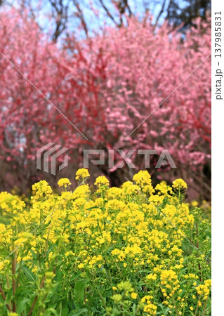 桃の花のピンクと菜の花の黄色 137985831