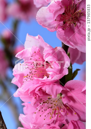 青空に映えるピンクの桃の花 青空に映えるピンクの桃の花 137985833