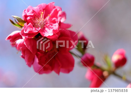 赤い桃の花のアップ 137985838
