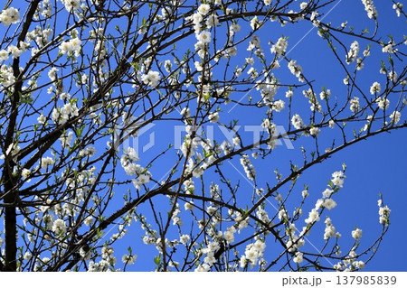 青空と白い桃の花 青空と白い桃の花 137985839