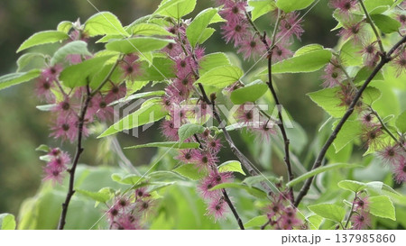 楮の花 楮の花 137985860