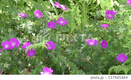 ゲラニウムの花 ゲラニウムの花 137985864