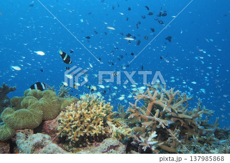 座間味島の珊瑚礁に群れるスズメダイ、クマノミ 137985868
