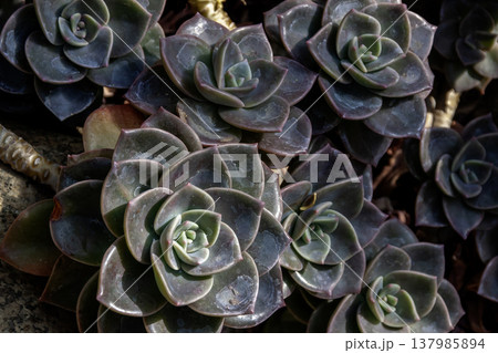 背景素材としてのエケベリア・プルプソルム【ベンケイソウ科】 137985894