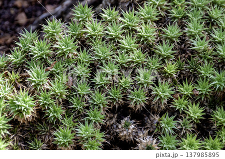 乾燥に強い植物であるデウテロコニア・ブレウィフォリア 137985895
