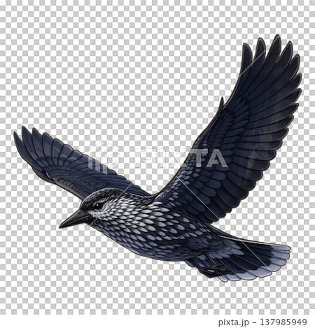 Bird - Nutcracker 137985949