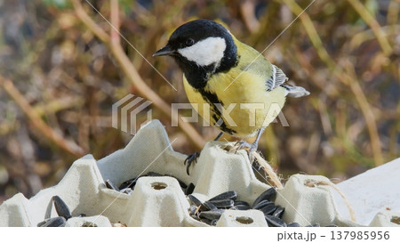 Professional wildlife photo featuring a great tit balancing on a cardboard egg tray filled with sunflower seeds.  137985956