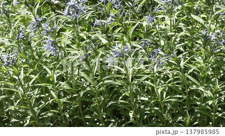 チョウジソウの花 チョウジソウの花 137985985