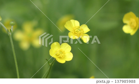 キンポウゲの花 キンポウゲの花 137985988