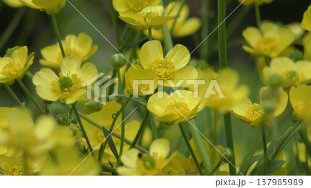 キンポウゲの花 キンポウゲの花 137985989