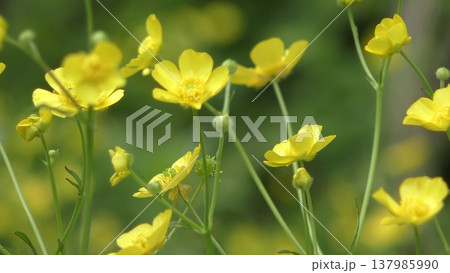 キンポウゲの花 キンポウゲの花 137985990