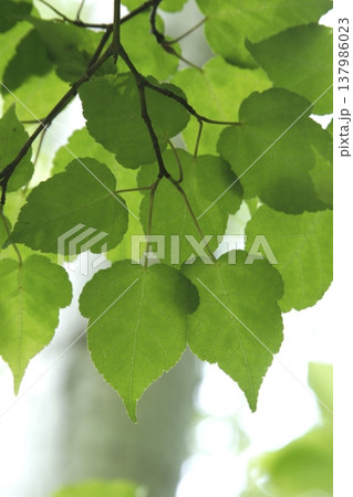 木漏れ日に輝くウリカエデ(Acer crataegifolium)の新緑 東北 木漏れ日に輝くウリカエデ(Acer crataegifolium)の新緑 東北 137986023