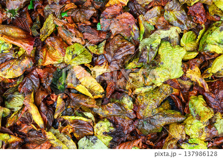 Multicolored And Moistened Leaf Litter Multicolored And Moistened Leaf Litter 137986128