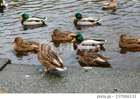 Female And Male Mallard Ducks Of One Mind Female And Male Mallard Ducks Of One Mind 137986131