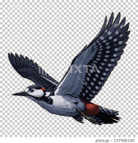 Bird - Great Spotted Woodpecker 137986180