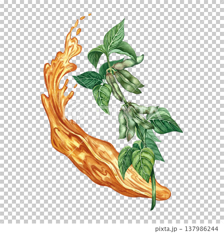 A splash of oil and a soy stem with leaves and pods. A hand-drawn watercolor illustration. A design element for menus, recipes, and cookbooks. For banners, flyers, packaging, labels, and more. A splash of oil and a soy stem with leaves and pods. A hand-drawn watercolor illustration. A design element for menus, recipes, and cookbooks. For banners, flyers, packaging, labels, and more. 137986244