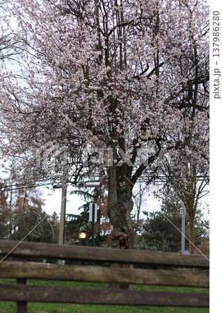 Japanese Plum In Flower Behind A Park Bench Japanese Plum In Flower Behind A Park Bench 137986280