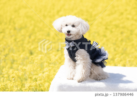 菜の花畑と笑う白いトイプードル 菜の花畑と笑う白いトイプードル 137986446